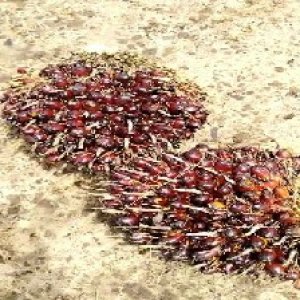 underripe_train (805).jpg