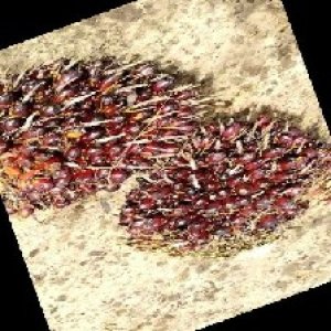 underripe_train (806).jpg