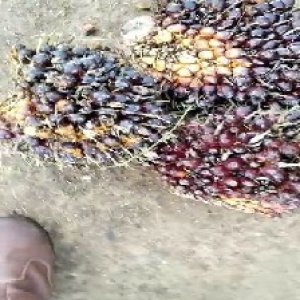 underripe_train (810).jpg