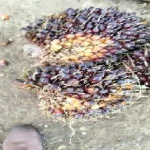 underripe_train (811).jpg