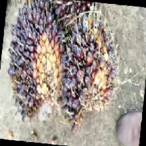 underripe_train (812).jpg