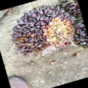 underripe_train (813).jpg