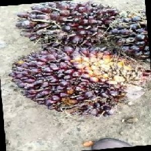 underripe_train (816).jpg