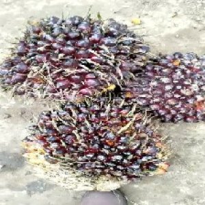 underripe_train (817).jpg