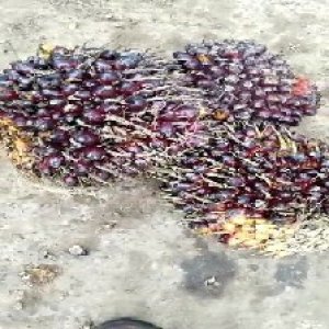 underripe_train (819).jpg