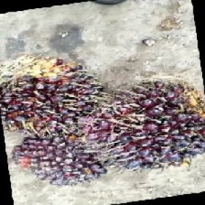 underripe_train (820).jpg