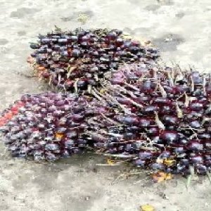 underripe_train (821).jpg