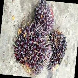 underripe_train (823).jpg