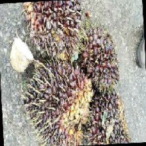 underripe_train (825).jpg