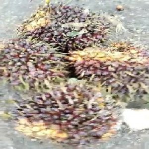 underripe_train (827).jpg