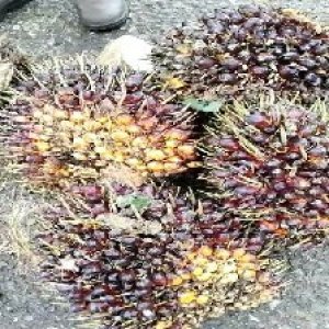 underripe_train (831).jpg