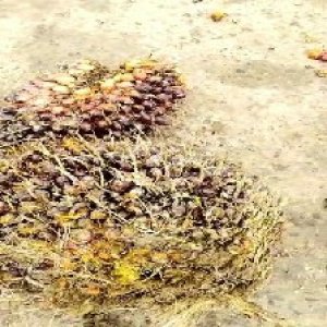 underripe_train (838).jpg