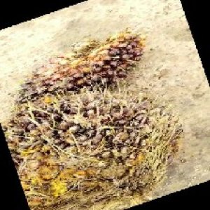 underripe_train (839).jpg