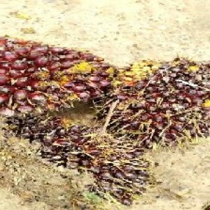 underripe_train (854).jpg