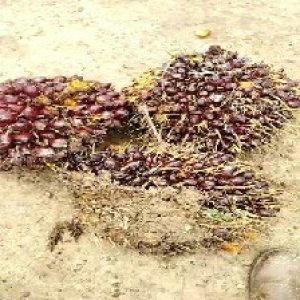 underripe_train (857).jpg