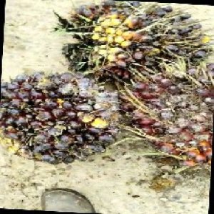 underripe_train (859).jpg