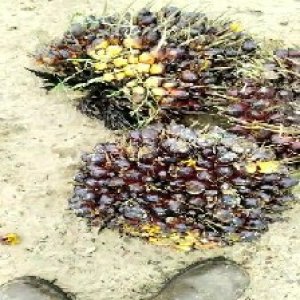 underripe_train (861).jpg