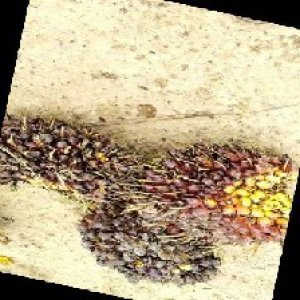 underripe_train (874).jpg