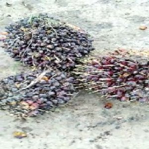 underripe_train (884).jpg