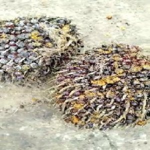 underripe_train (888).jpg