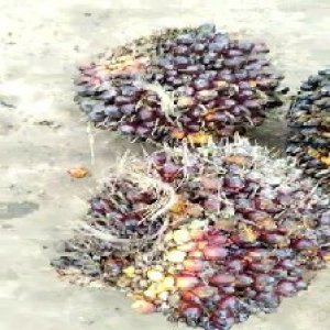 underripe_train (897).jpg