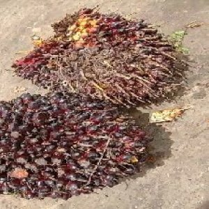 underripe_train (9).jpg