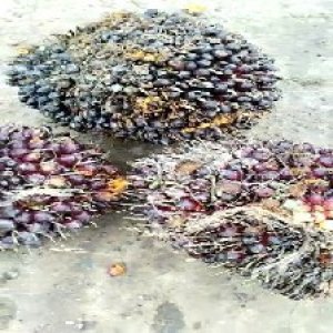 underripe_train (900).jpg