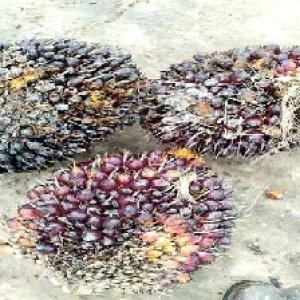 underripe_train (904).jpg