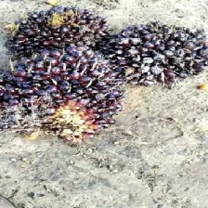 underripe_train (953).jpg