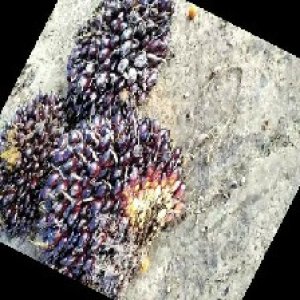 underripe_train (954).jpg