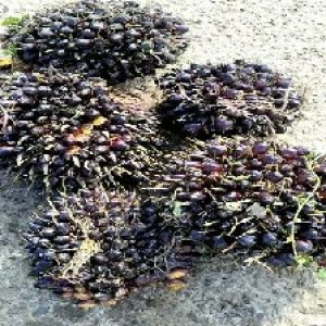 underripe_train (955).jpg