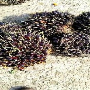 underripe_train (957).jpg