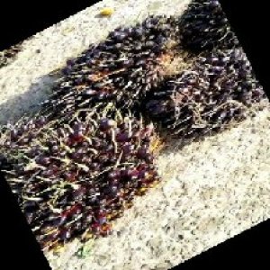 underripe_train (958).jpg