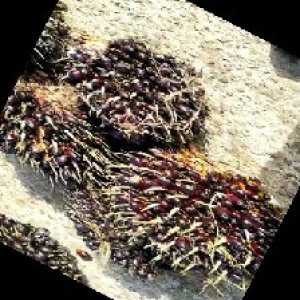 underripe_train (959).jpg