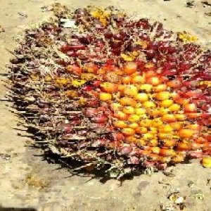 underripe_train (96).jpg