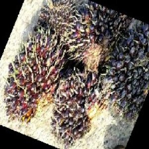 underripe_train (961).jpg