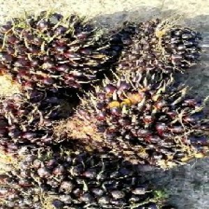 underripe_train (963).jpg