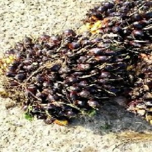 underripe_train (967).jpg