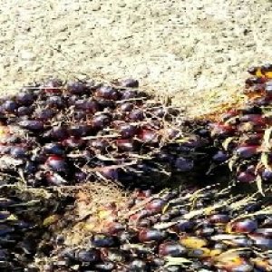 underripe_train (970).jpg