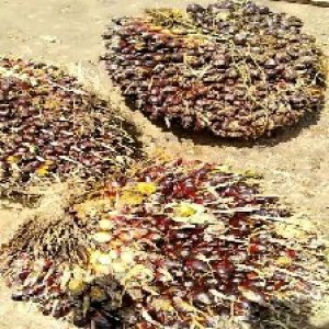 underripe_train (975).jpg