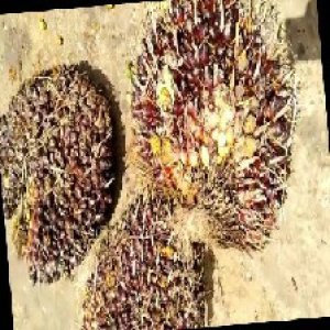 underripe_train (978).jpg