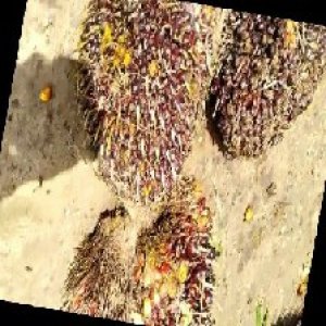 underripe_train (980).jpg