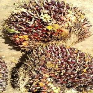 underripe_train (986).jpg