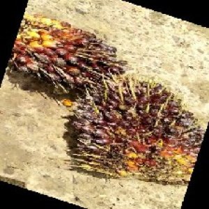 underripe_train (991).jpg