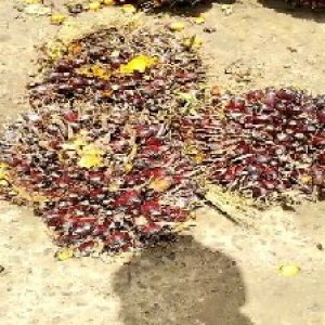 underripe_train (997).jpg