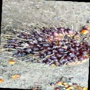 unripe_train (1).jpg