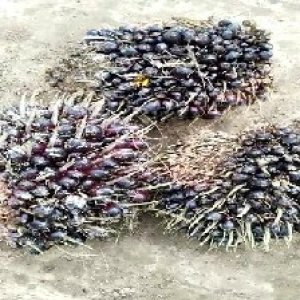 unripe_train (1008).jpg