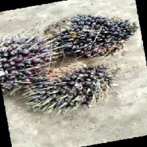 unripe_train (1009).jpg