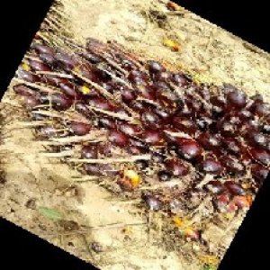 unripe_train (101).jpg