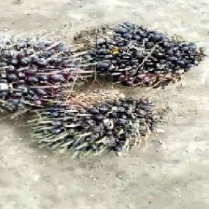 unripe_train (1010).jpg